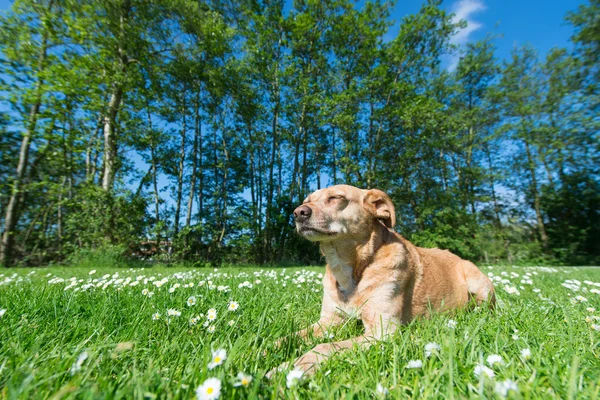Perro en la naturaleza —  Fotos de Stock