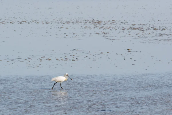 Skedstork i nederländska Vadehavet — Stockfoto