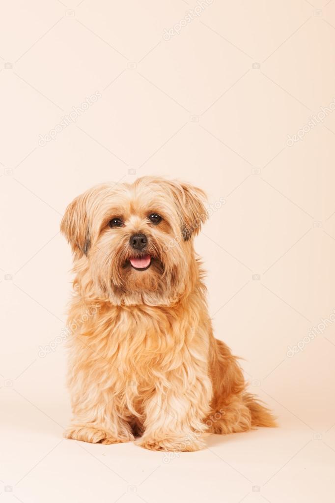 Petit Chien Poil Longs Sur Fond Beige Photographie
