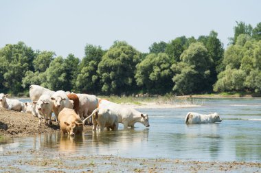 Charolais inek nehir