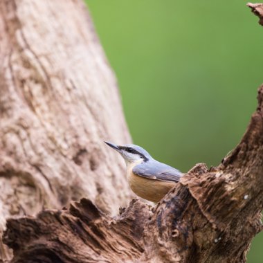 Ağacında Bayağı sıvacı kuşu