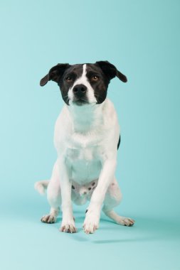 siyah ve beyaz köpek