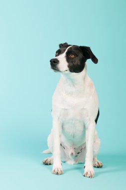 siyah ve beyaz köpek