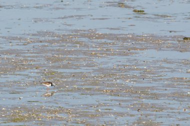 Kırmızı turnstone