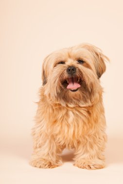 Bej renkli arka plan üzerinde küçük uzun kıl köpek