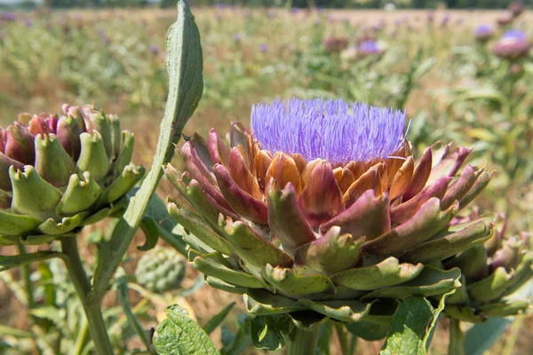 Field artichoke with purple flowers — Stock Photo, Image