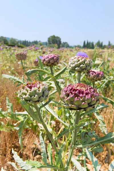 Field artichoke with purple flowers — Stock Photo, Image