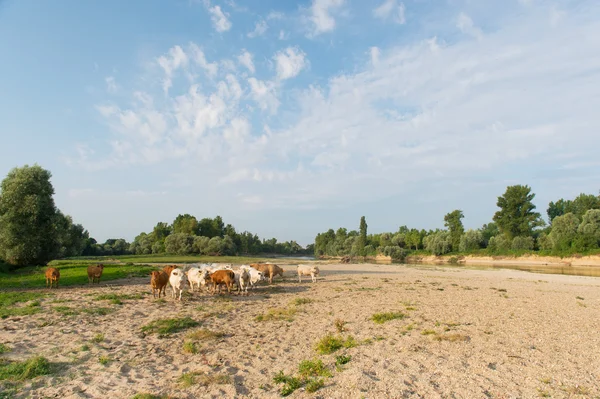 Charolais cows in river landscape — Stock Photo, Image