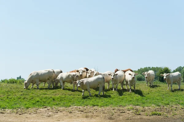 French Charolais cattle cows — Stock Photo, Image