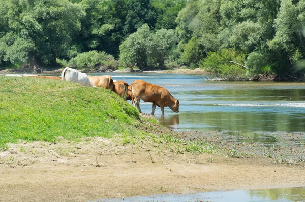 Charolais cows in river — Stock Photo, Image