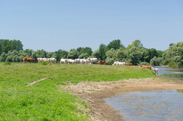 Charolais cows in river — Stock Photo, Image