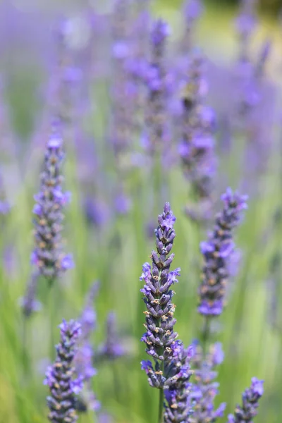 Campo de lavanda — Fotografia de Stock