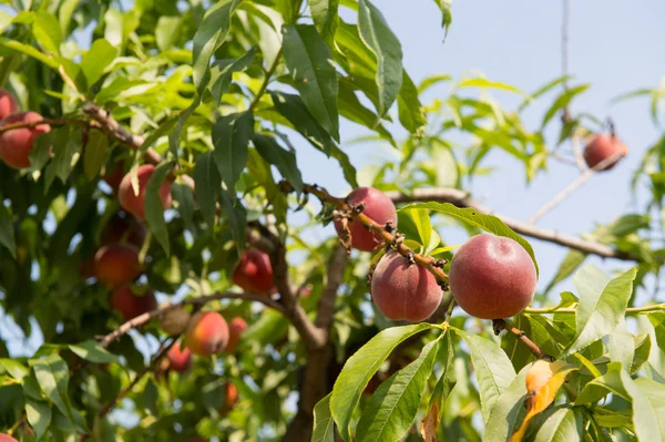 Nettarine mature nell'albero — Foto Stock