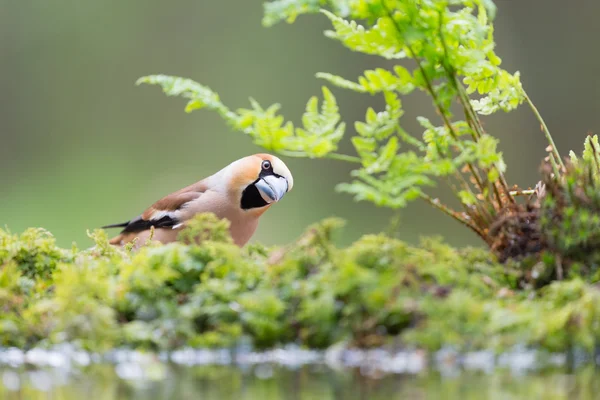 Hawfinch sul fronte acqua — Foto Stock