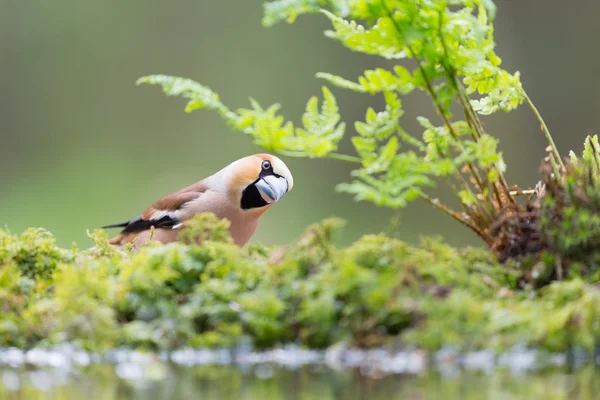 Habicht an der Wasserfront — Stockfoto