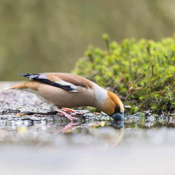 Hawfinch at water front — Stock Photo, Image