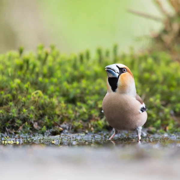 Hawfinch sul fronte acqua — Foto Stock