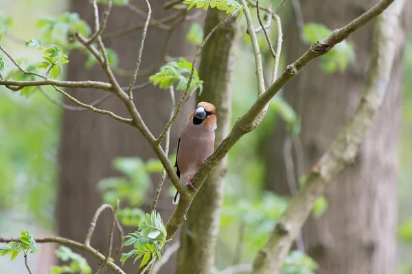 Hawfinch in tree — Stock Photo, Image