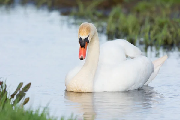 Mute swan in water — Stock Photo, Image