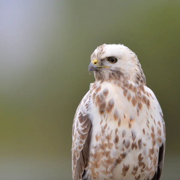 Common blonde buzzard — Stock Photo, Image