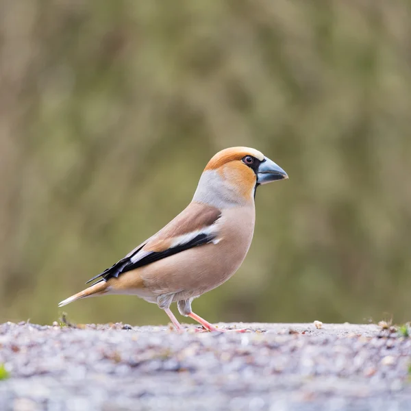 Hawfinch a terra — Foto Stock