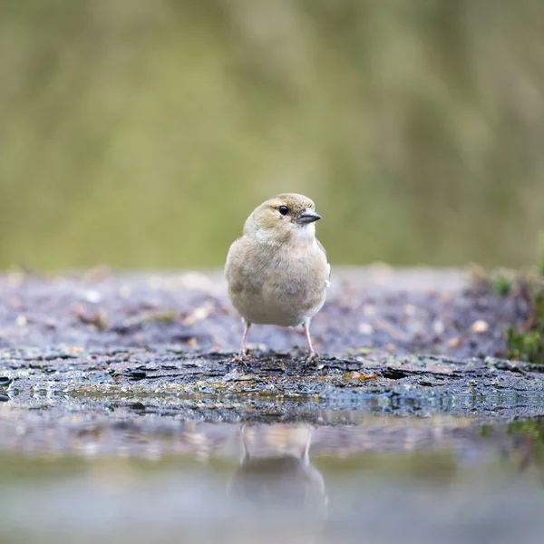 Vrouwelijke gemeenschappelijk Vink — Stockfoto