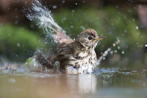 Mistle Thrush in nature wather — Stock Photo, Image