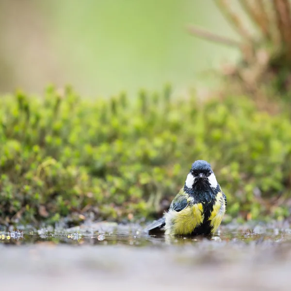 Grande teta na água — Fotografia de Stock