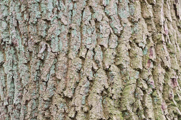 Corteza de árbol — Foto de Stock