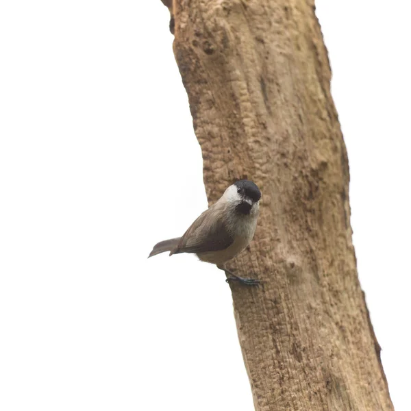 Marsh tit ve stromu — Stock fotografie