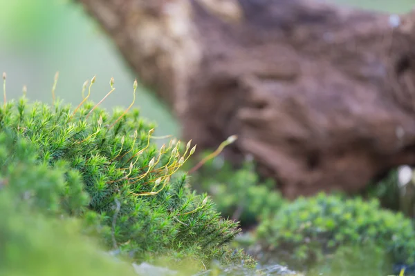 在目录林中苔藓 — 图库照片
