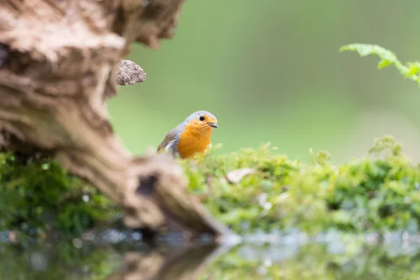 Robin europeo en el árbol — Foto de Stock