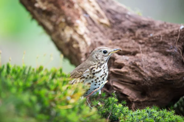 Doğada ökse ardıç kuşu — Stok fotoğraf