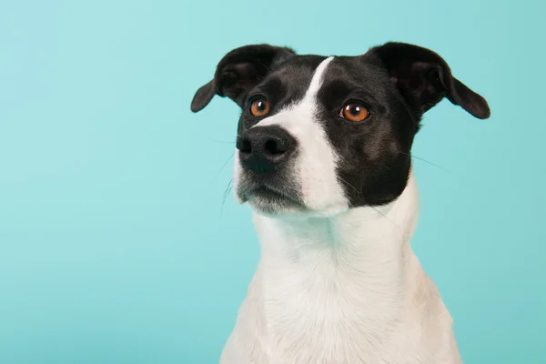 Schwarzer und weißer Hund — Stockfoto