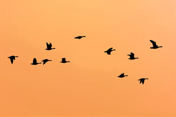 Letící husy — Stock fotografie