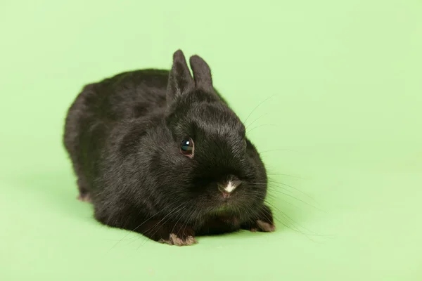 Black rabbit on green background — Stock Photo, Image