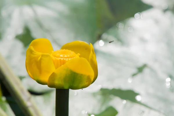 Yellow water-lily — Stock Photo, Image