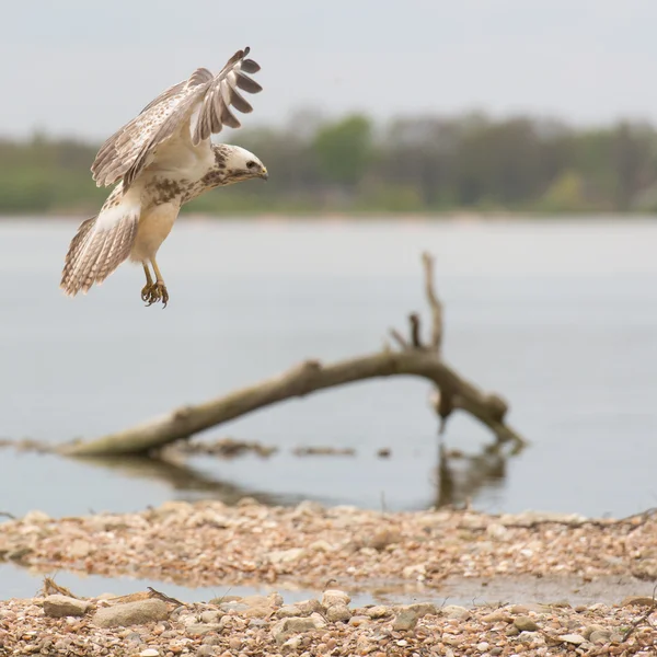 Common blonde buzzard landing — Stock Photo, Image