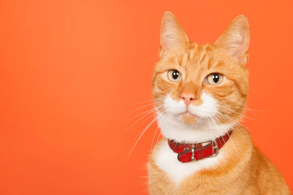 Rode kat op oranje achtergrond — Stockfoto