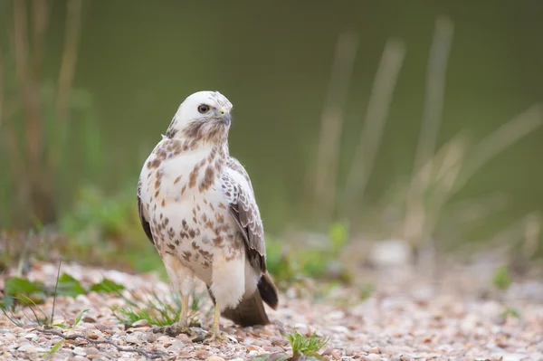 Common blonde buzzard — Stock Photo, Image