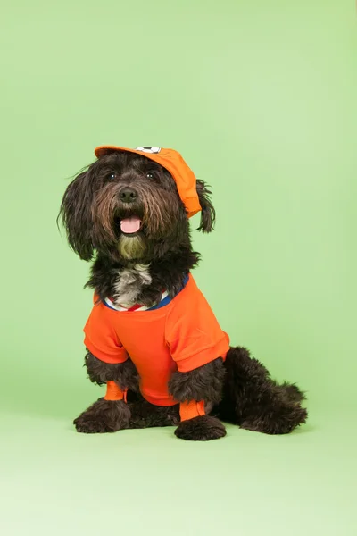 Perro como partidario del fútbol —  Fotos de Stock