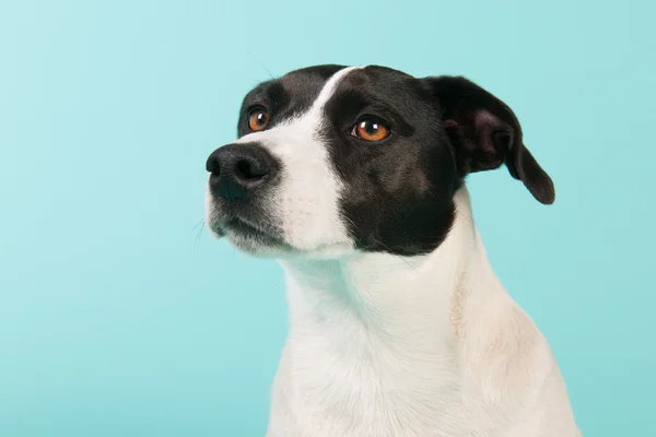 Svart och vit hund — Stockfoto