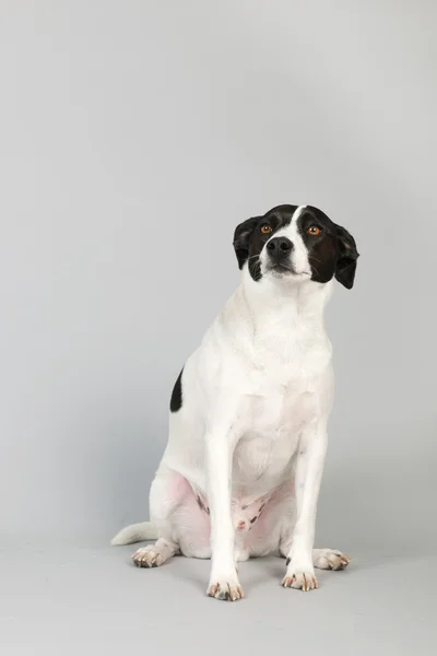 Black and white dog — Stock Photo, Image