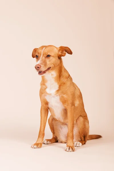 安达卢西亚猎犬 — 图库照片
