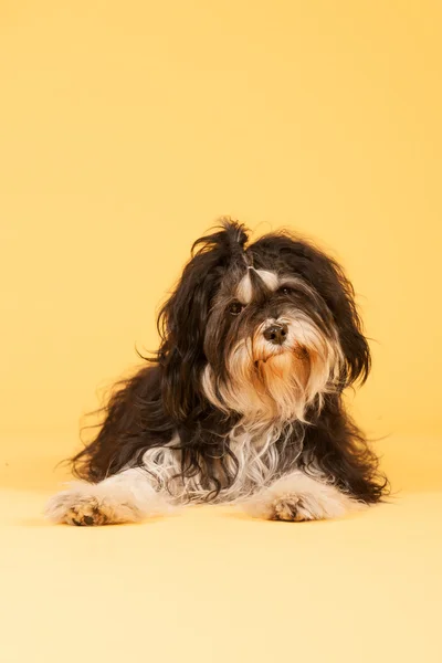 Terrier tibétain sur fond jaune — Photo