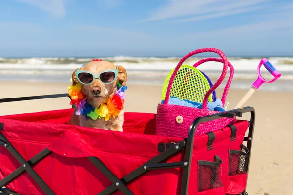 Cão em férias na praia — Fotografia de Stock