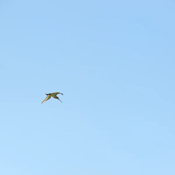 空にオオソリハシシギ — ストック写真