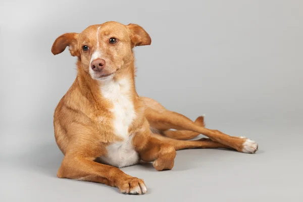 Andalusian hound — Stock Photo, Image