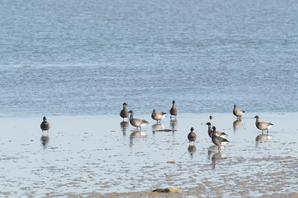 Brent gooses in wadden sea — Stock Photo, Image