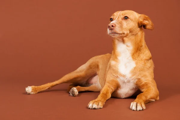 Andalusisk hound — Stockfoto